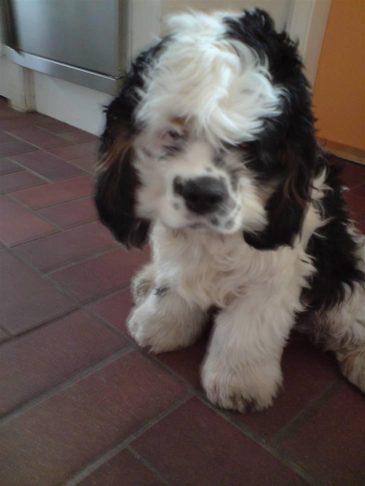 Amerikansk cocker spaniel Pocket:] - er han ikke bare sød! billede 8