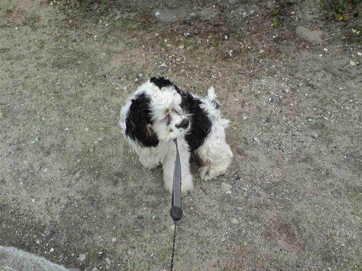 Amerikansk cocker spaniel Pocket:] - jeg gider ikke at gå mere! billede 9