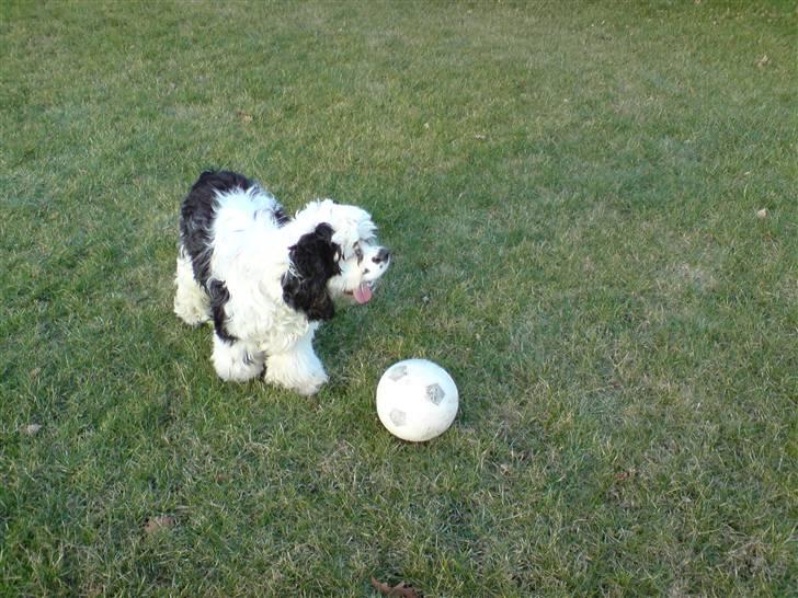 Amerikansk cocker spaniel Pocket:] - skal jeg? billede 10