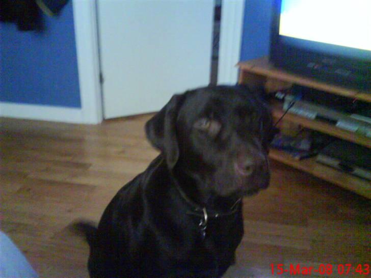 Labrador retriever Balder  billede 6