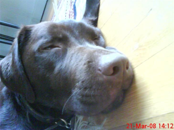 Labrador retriever Balder  billede 7