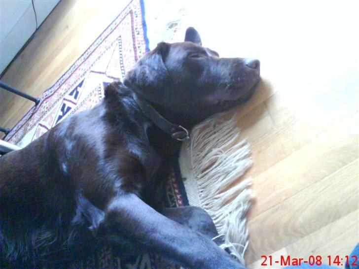 Labrador retriever Balder  billede 8