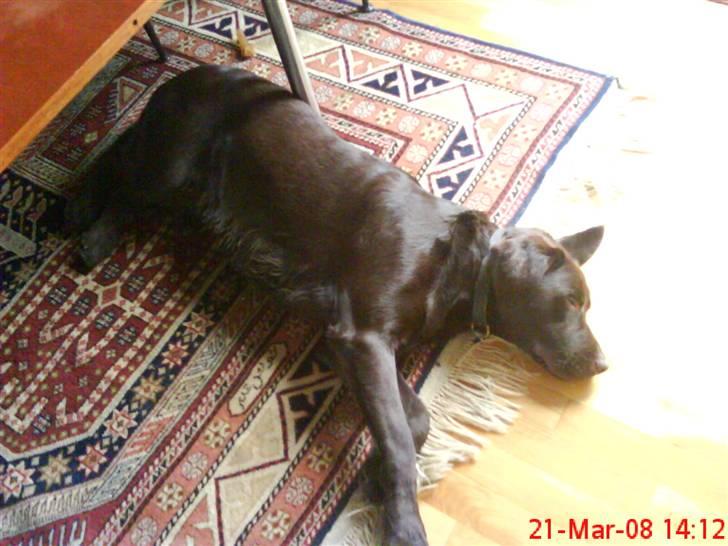Labrador retriever Balder  billede 9