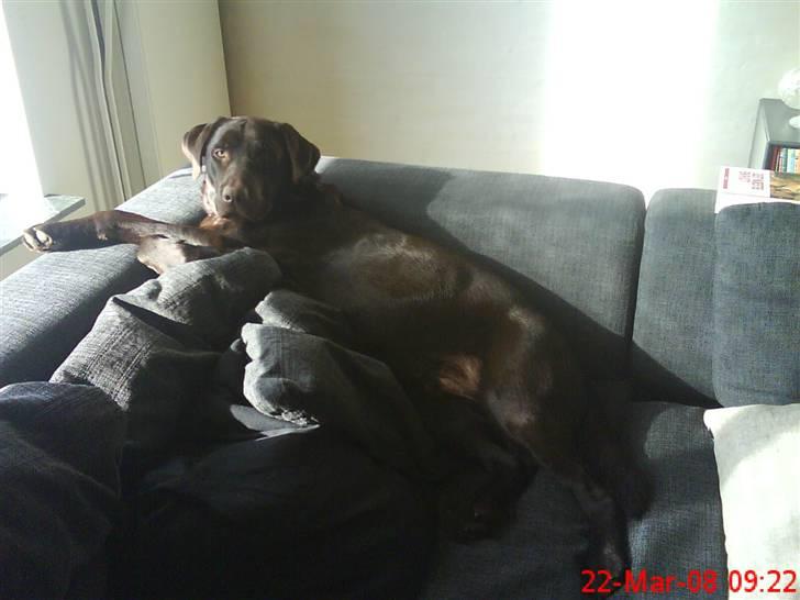Labrador retriever Balder  billede 10