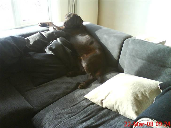 Labrador retriever Balder  billede 11