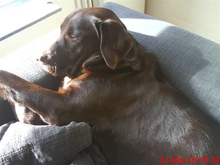 Labrador retriever Balder  billede 12