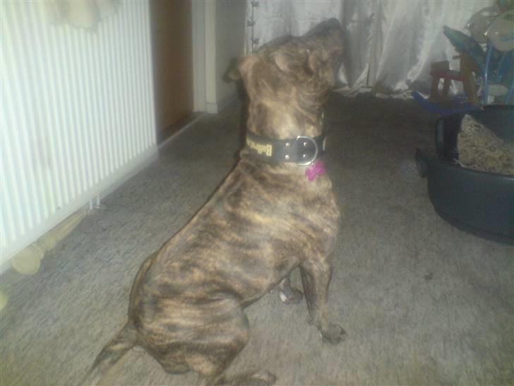 Amerikansk staffordshire terrier luca - mors lækkre tøz billede 5