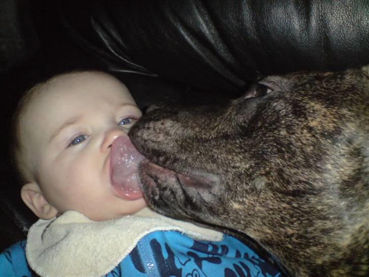 Amerikansk staffordshire terrier luca - bedste venner billede 6