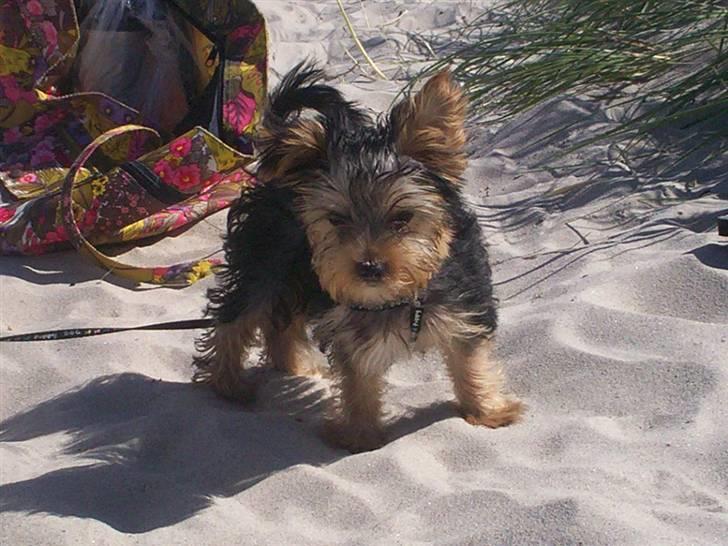 Yorkshire terrier Georgio Armani billede 1