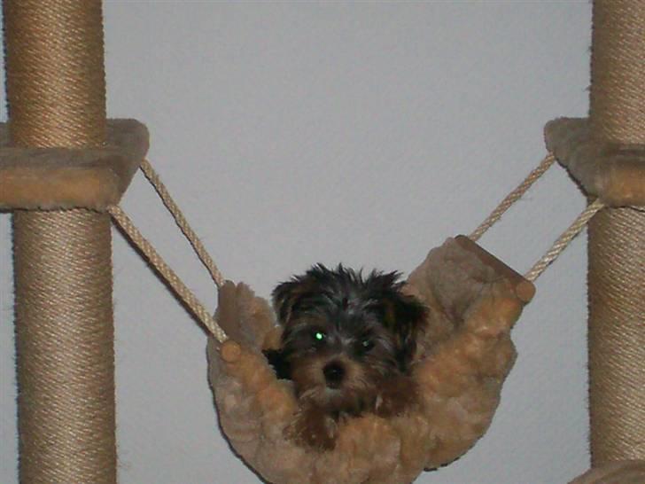 Yorkshire terrier Georgio Armani billede 2