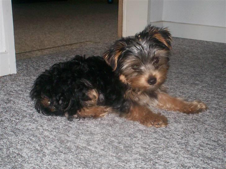 Yorkshire terrier Georgio Armani billede 3