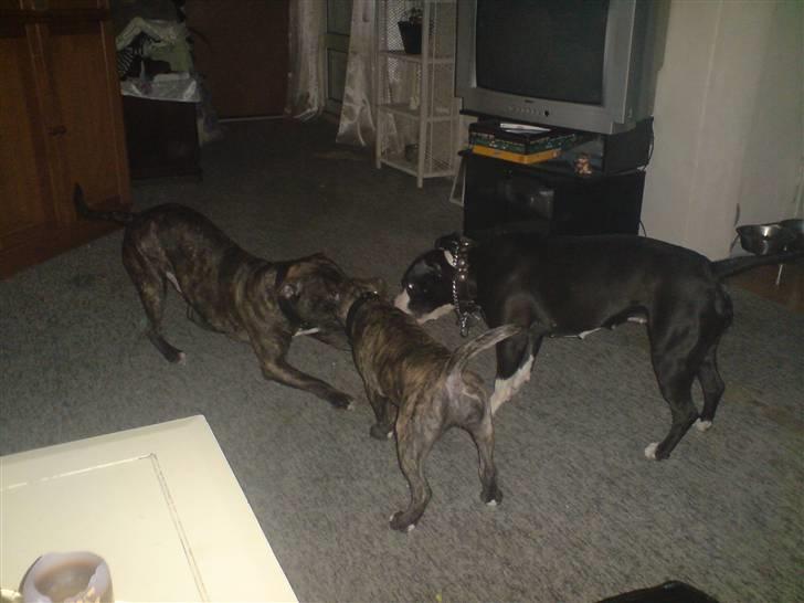 Amerikansk staffordshire terrier luca - hele banden leger billede 7