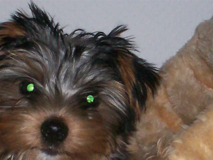 Yorkshire terrier Georgio Armani billede 4