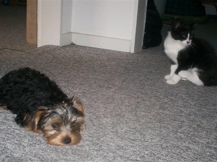 Yorkshire terrier Georgio Armani billede 5