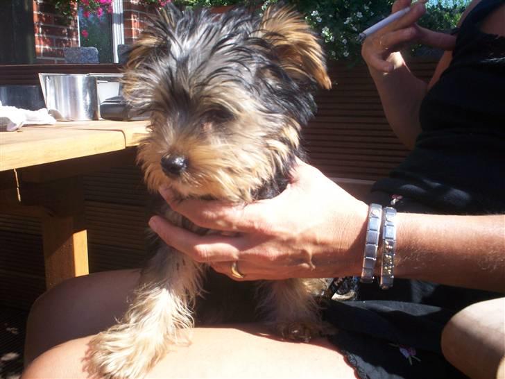 Yorkshire terrier Georgio Armani billede 6