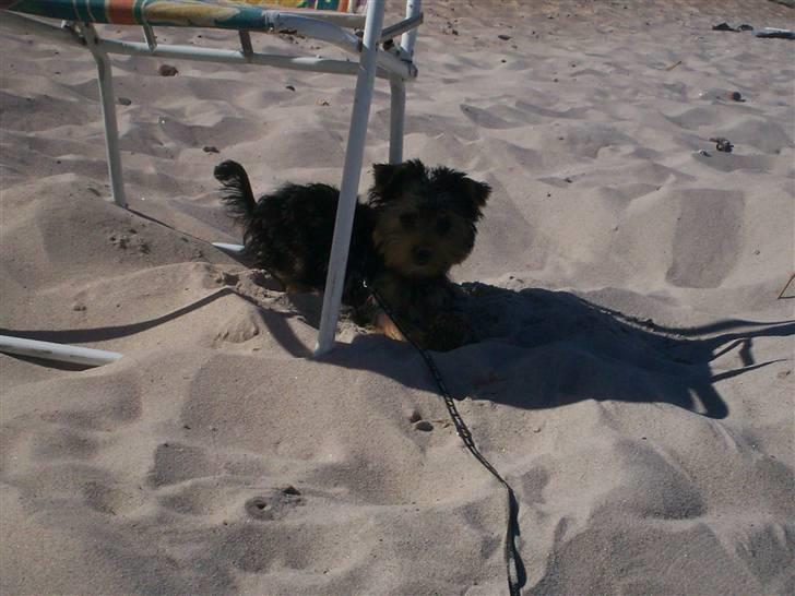 Yorkshire terrier Georgio Armani billede 7