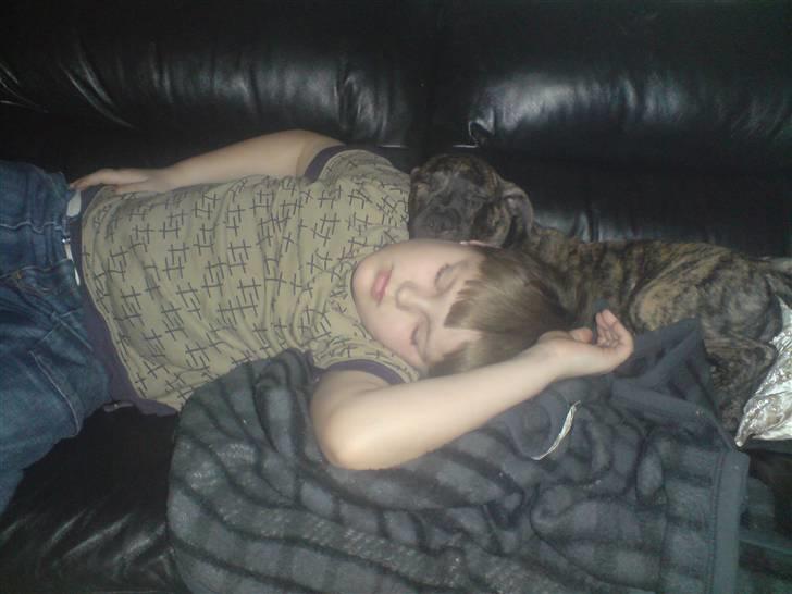 Amerikansk staffordshire terrier luca - ja det er da sødt  billede 8