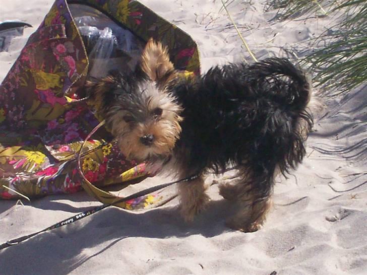 Yorkshire terrier Georgio Armani billede 8