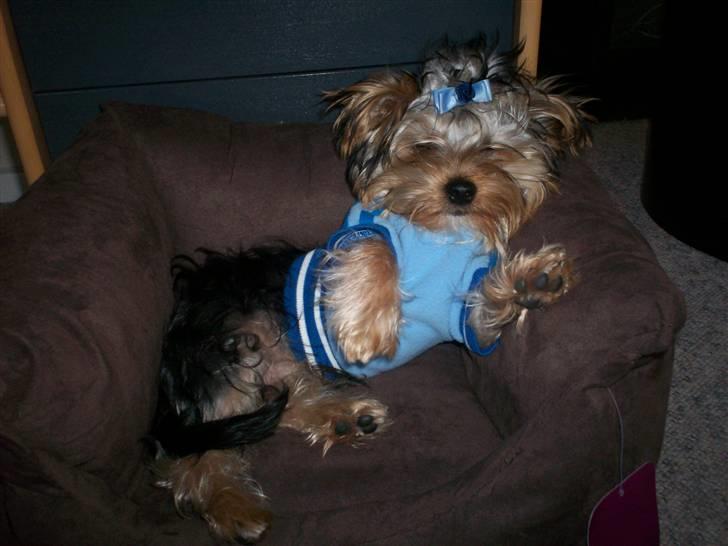 Yorkshire terrier Georgio Armani billede 9