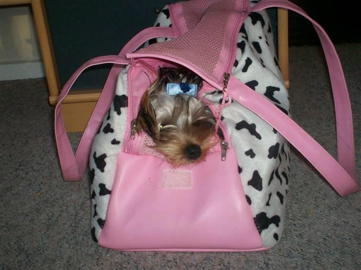 Yorkshire terrier Georgio Armani billede 10