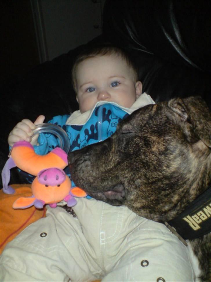 Amerikansk staffordshire terrier luca - en lille lur griner billede 9