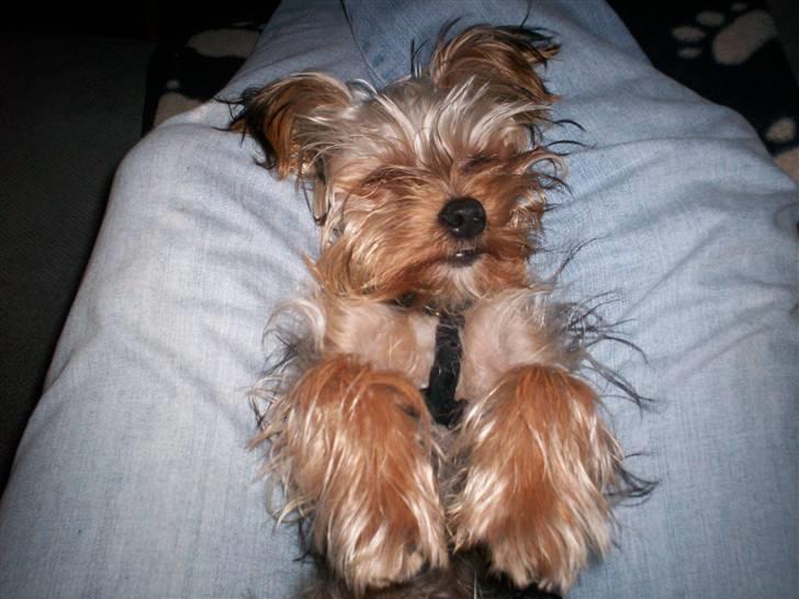 Yorkshire terrier Georgio Armani billede 11