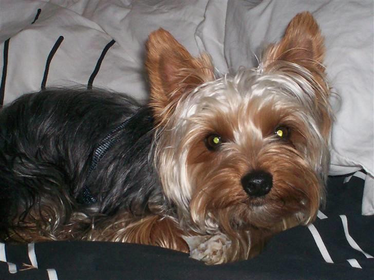 Yorkshire terrier Georgio Armani billede 12