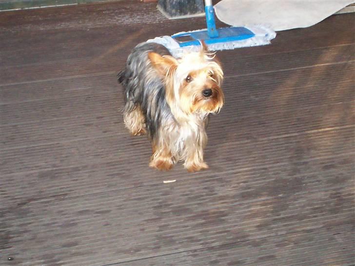 Yorkshire terrier Georgio Armani billede 13