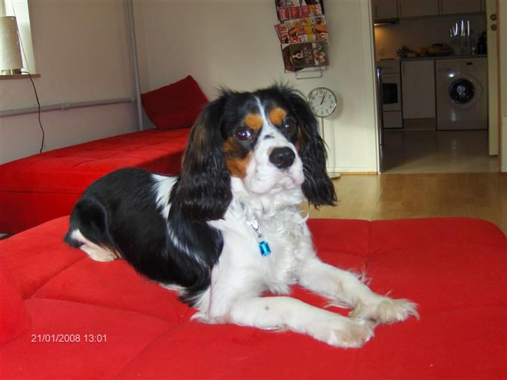 Cavalier king charles spaniel annexgaarden Rico - rico 1år billede 12