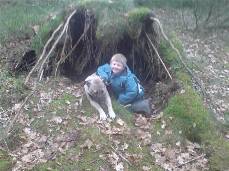 Dogo canario Zera  - en lille tur i skoven billede 10