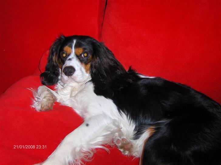 Cavalier king charles spaniel annexgaarden Rico - rico 1år billede 13