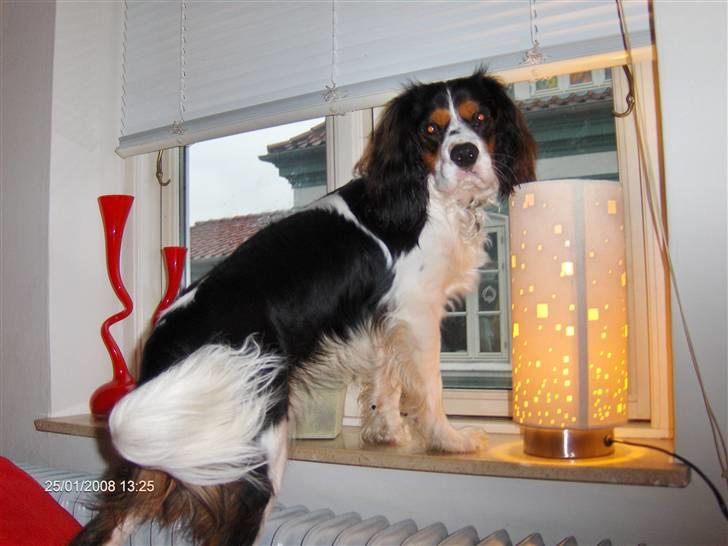 Cavalier king charles spaniel annexgaarden Rico - rico 1år billede 14