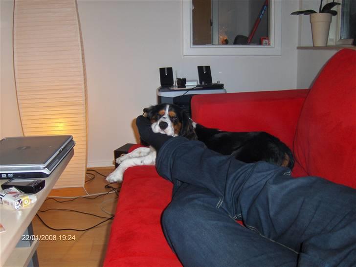 Cavalier king charles spaniel annexgaarden Rico - rico 1år putter på fars ben billede 15