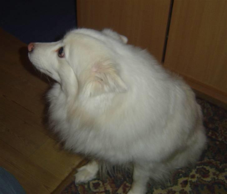 Japansk spids Rocky billede 8