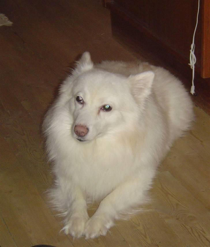 Japansk spids Rocky billede 9