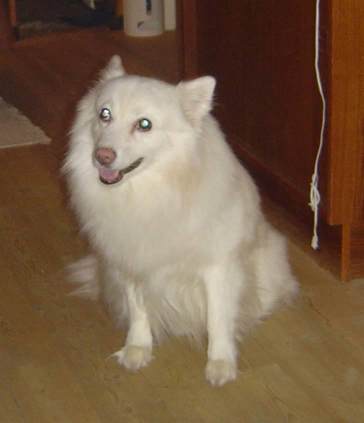 Japansk spids Rocky billede 10