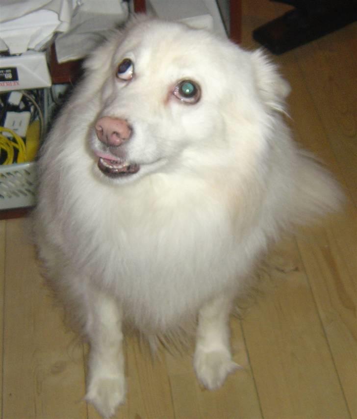 Japansk spids Rocky billede 11