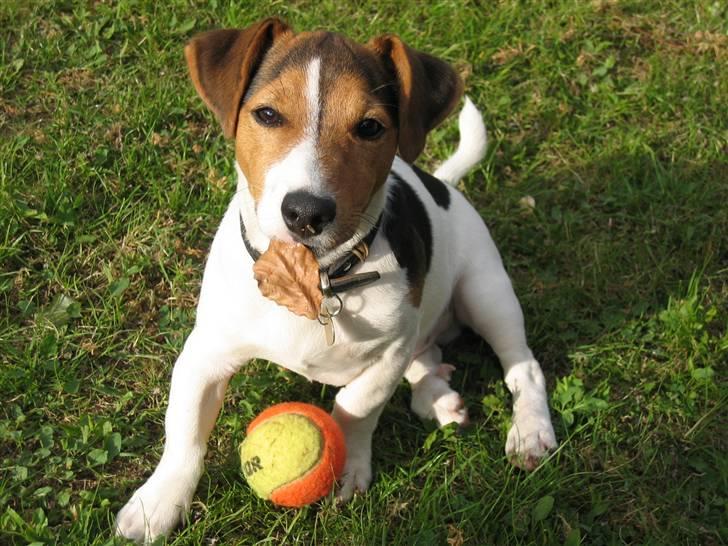 Jack russell terrier Max - Fra sommeren 2007 billede 1