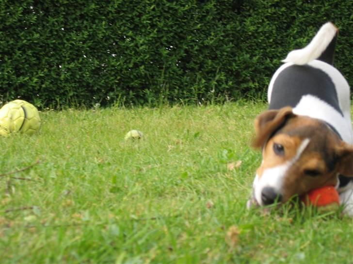 Jack russell terrier Max billede 2