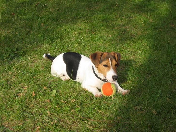 Jack russell terrier Max billede 3