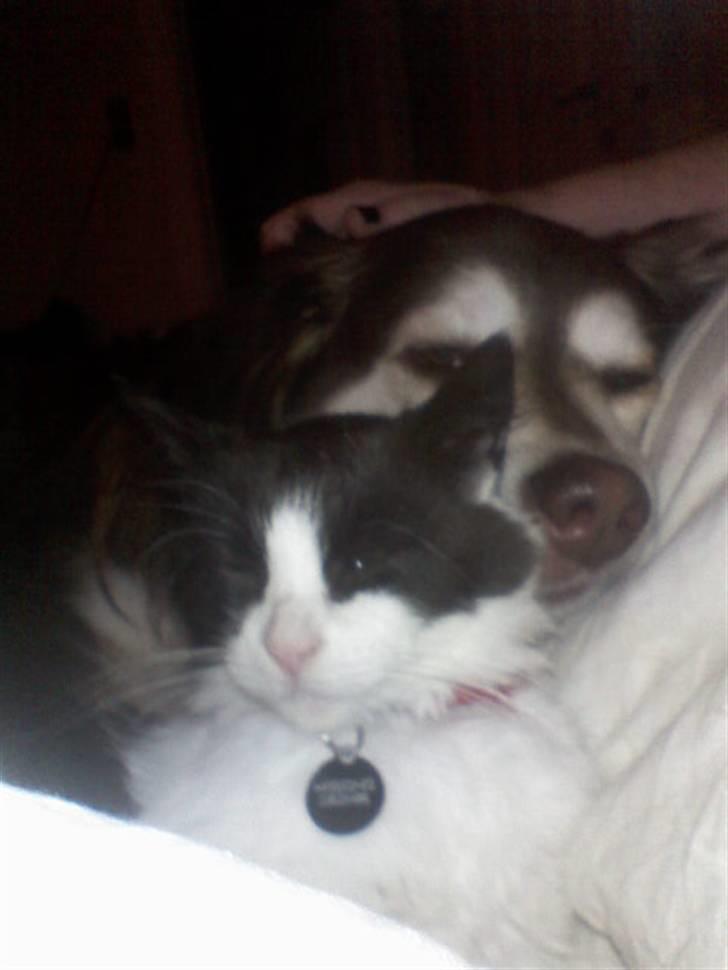 Blanding af racer Wizard - lige et mere hvor jeg putter med Miss Jones billede 11