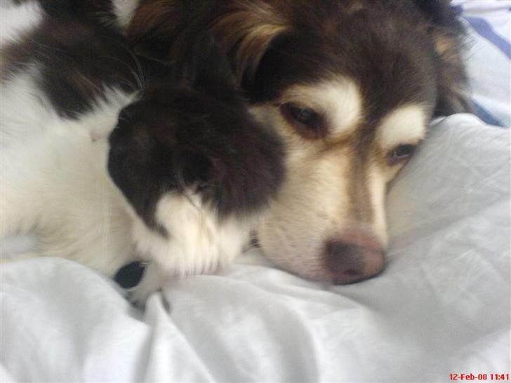 Blanding af racer Wizard - puttetrolde billede 12