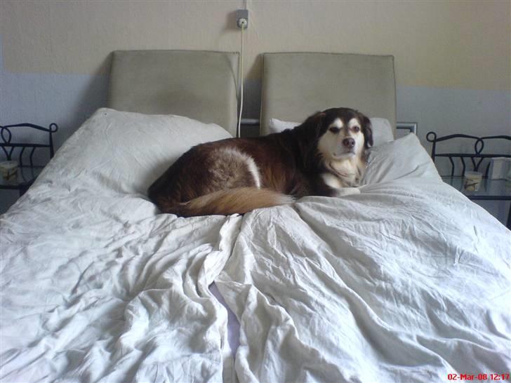 Blanding af racer Wizard - busted hehe (2008) billede 13