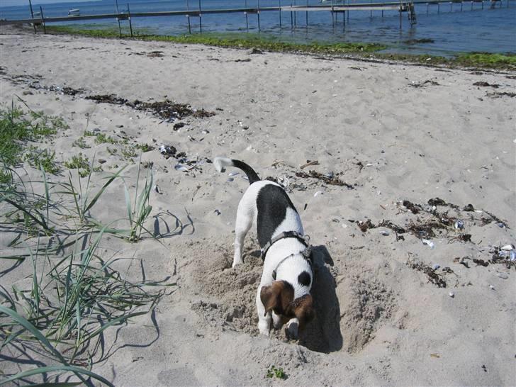 Jack russell terrier Max - Strandtur sommer 2007 billede 4