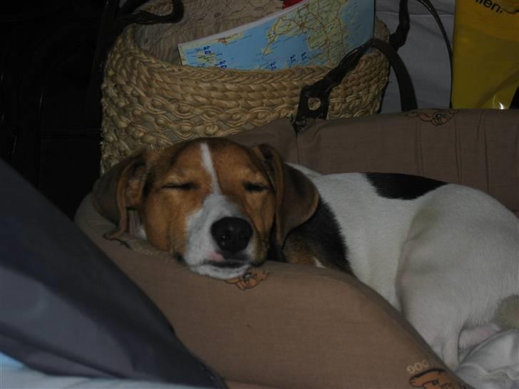 Jack russell terrier Max - Det er trættende at være med på camping billede 5