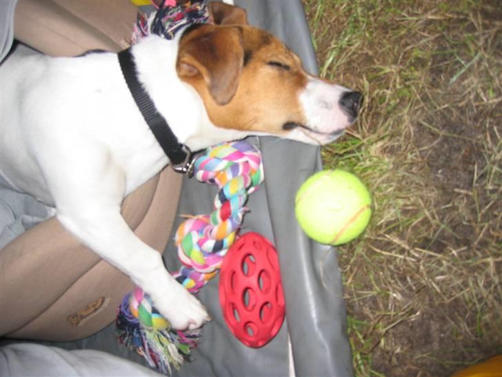 Jack russell terrier Max - Så blev det for meget med det der camping:) billede 6