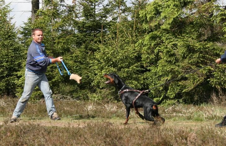 Dobermann Torontos Tess  billede 13