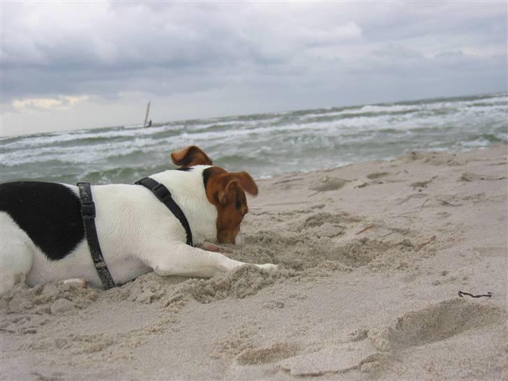 Jack russell terrier Max - Fra campingtur til Ristinge på Langeland billede 7
