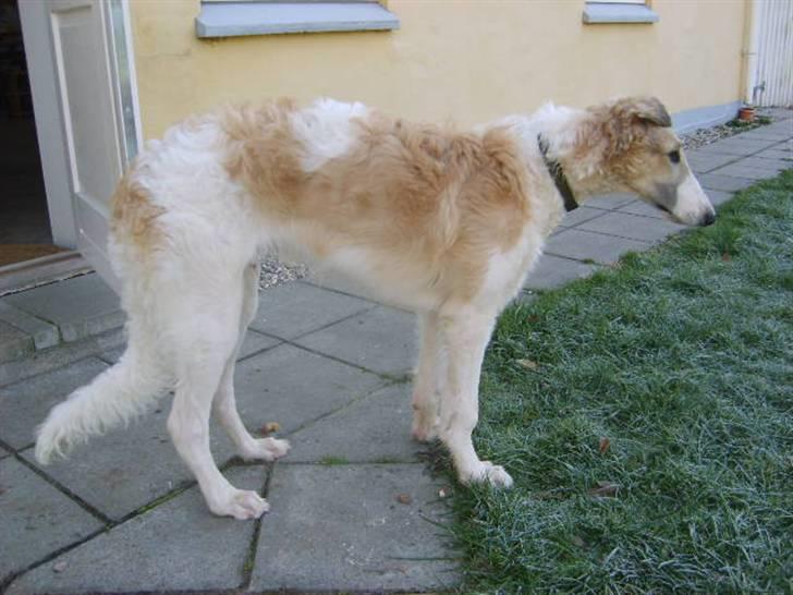 Borzoi Lhaghana Koztya billede 7