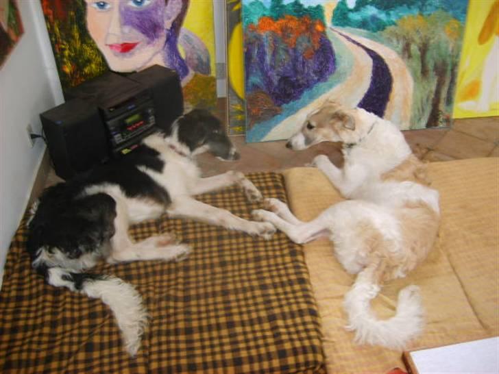 Borzoi Lhaghana Koztya billede 8